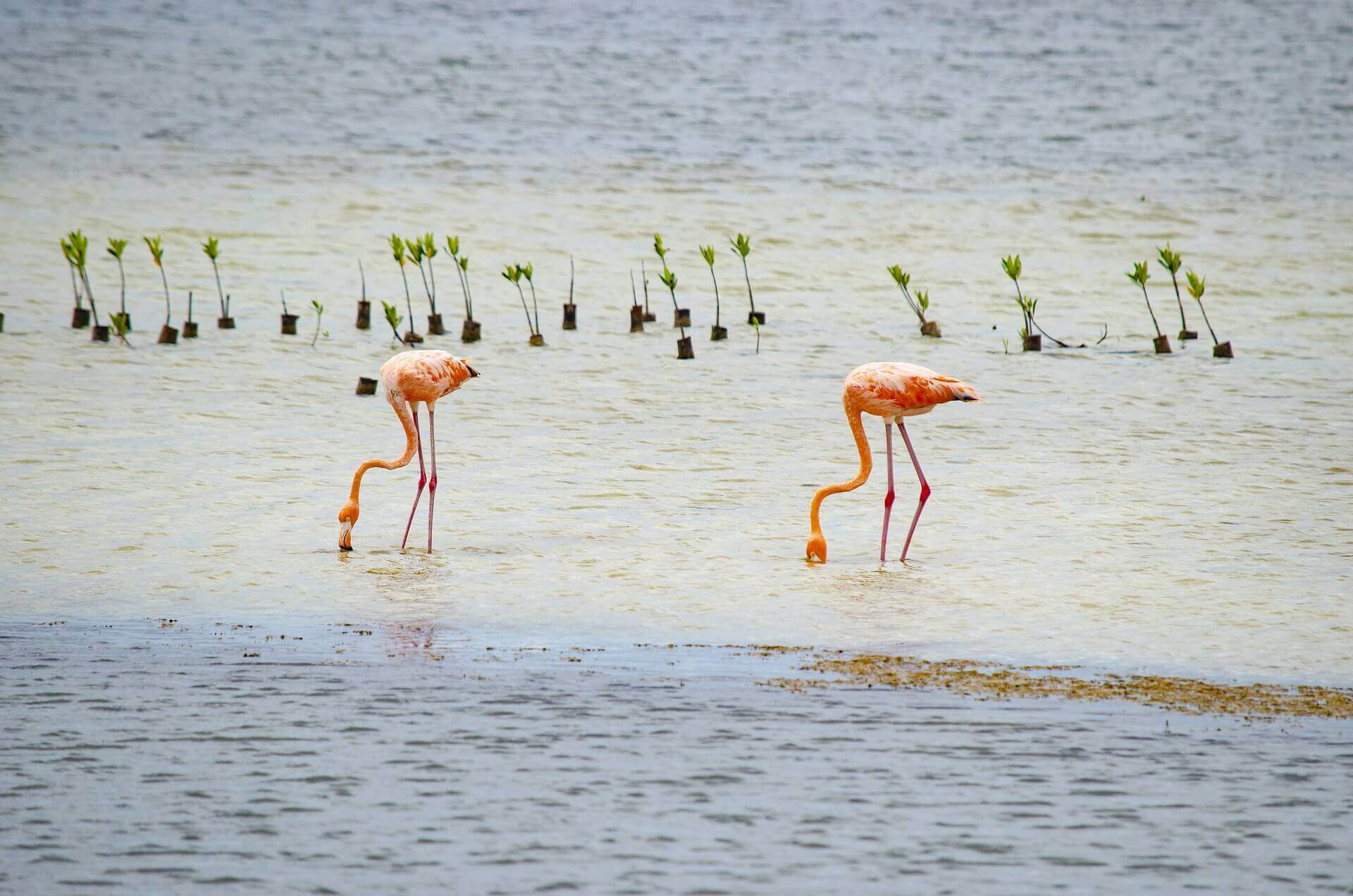 flamingos on Cozumel