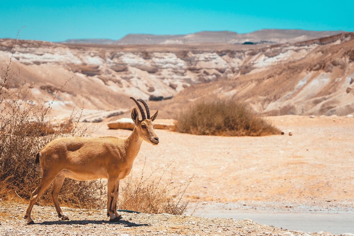 Boker-Desert-Area-Israel